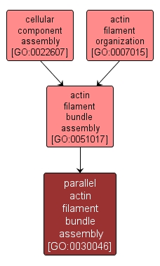 GO:0030046 - parallel actin filament bundle assembly (interactive image map)