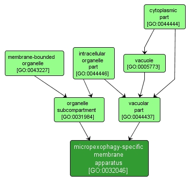 GO:0032046 - micropexophagy-specific membrane apparatus (interactive image map)