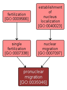 GO:0035046 - pronuclear migration (interactive image map)