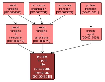 GO:0045046 - protein import into peroxisome membrane (interactive image map)