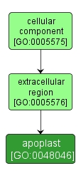 GO:0048046 - apoplast (interactive image map)