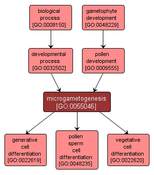 GO:0055046 - microgametogenesis (interactive image map)