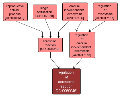 GO:0060046 - regulation of acrosome reaction (interactive image map)