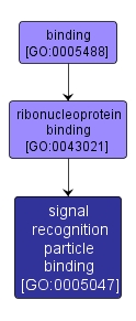 GO:0005047 - signal recognition particle binding (interactive image map)