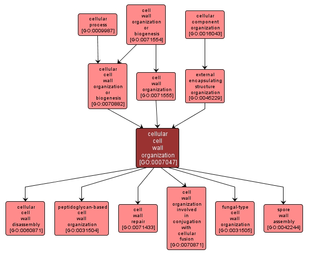 GO:0007047 - cellular cell wall organization (interactive image map)