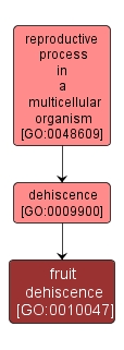 GO:0010047 - fruit dehiscence (interactive image map)