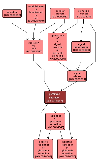 GO:0014047 - glutamate secretion (interactive image map)