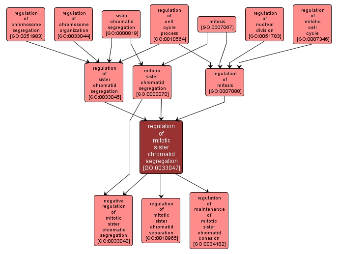 GO:0033047 - regulation of mitotic sister chromatid segregation (interactive image map)