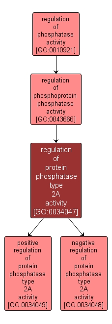 GO:0034047 - regulation of protein phosphatase type 2A activity (interactive image map)