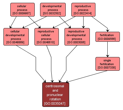 GO:0035047 - centrosomal and pronuclear rotation (interactive image map)