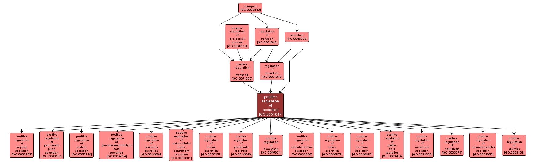 GO:0051047 - positive regulation of secretion (interactive image map)