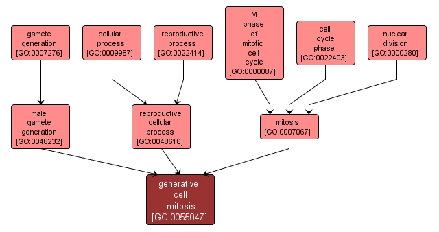 GO:0055047 - generative cell mitosis (interactive image map)