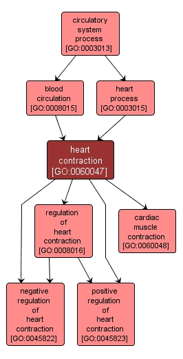 GO:0060047 - heart contraction (interactive image map)