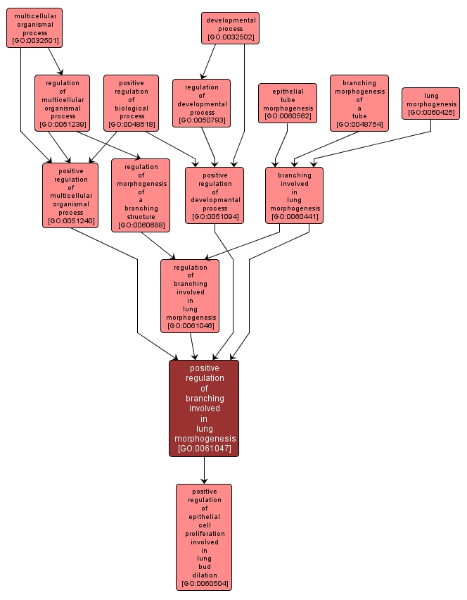 GO:0061047 - positive regulation of branching involved in lung morphogenesis (interactive image map)