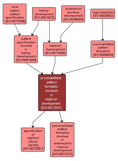 GO:0072047 - proximal/distal pattern formation involved in nephron development (interactive image map)