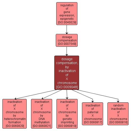 GO:0009048 - dosage compensation, by inactivation of X chromosome (interactive image map)