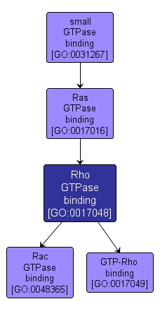 GO:0017048 - Rho GTPase binding (interactive image map)