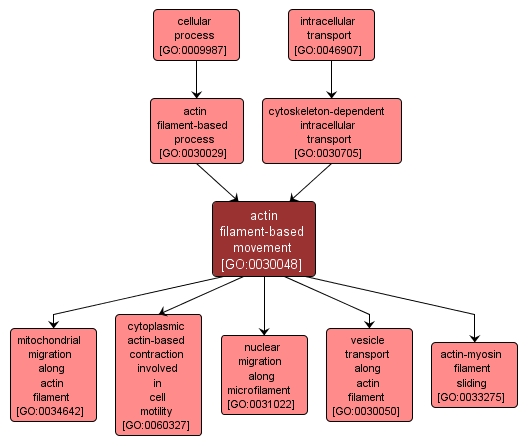 GO:0030048 - actin filament-based movement (interactive image map)