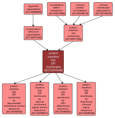 GO:0045048 - protein insertion into ER membrane (interactive image map)