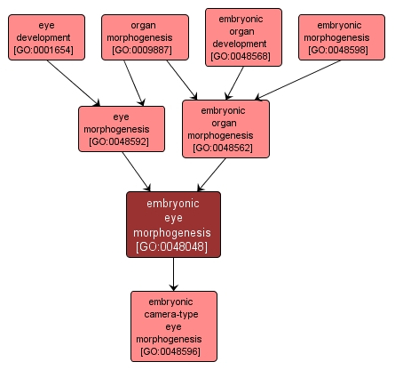 GO:0048048 - embryonic eye morphogenesis (interactive image map)