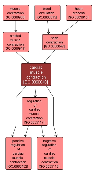 GO:0060048 - cardiac muscle contraction (interactive image map)