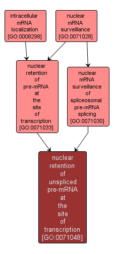 GO:0071048 - nuclear retention of unspliced pre-mRNA at the site of transcription (interactive image map)