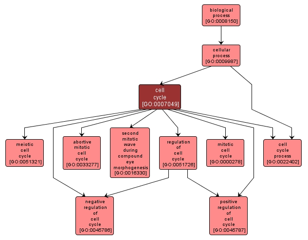 GO:0007049 - cell cycle (interactive image map)