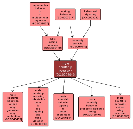 GO:0008049 - male courtship behavior (interactive image map)