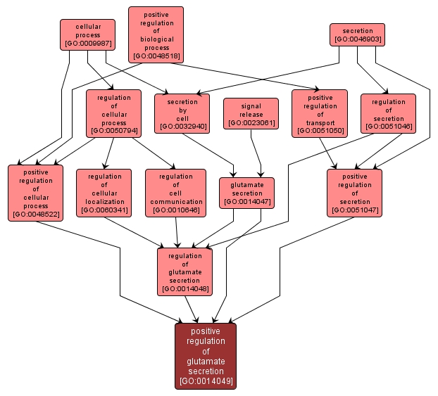 GO:0014049 - positive regulation of glutamate secretion (interactive image map)