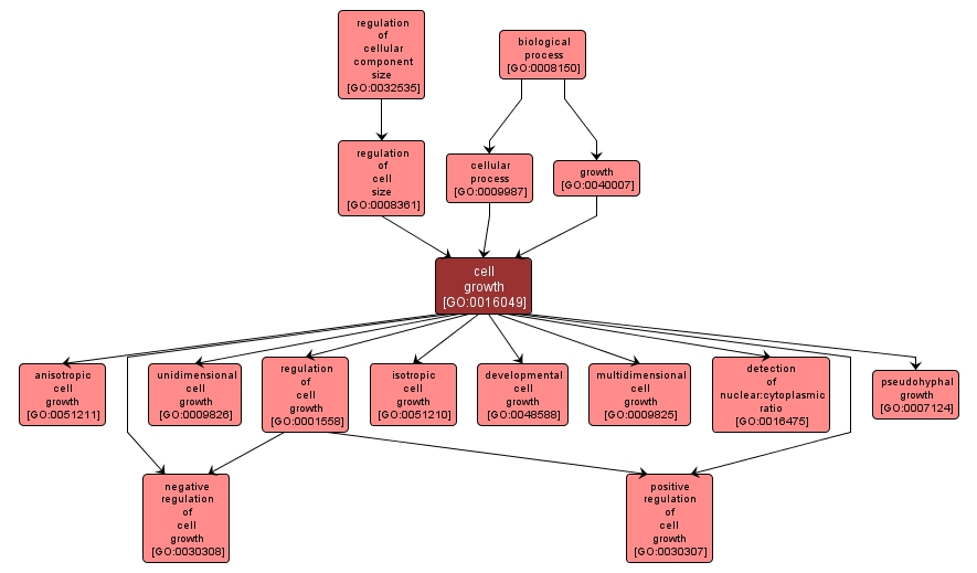 GO:0016049 - cell growth (interactive image map)