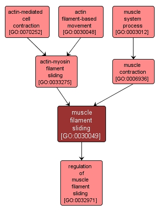 GO:0030049 - muscle filament sliding (interactive image map)