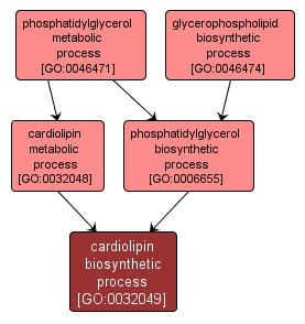 GO:0032049 - cardiolipin biosynthetic process (interactive image map)