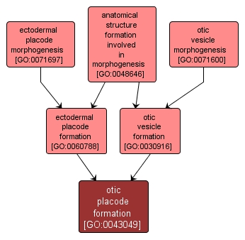 GO:0043049 - otic placode formation (interactive image map)