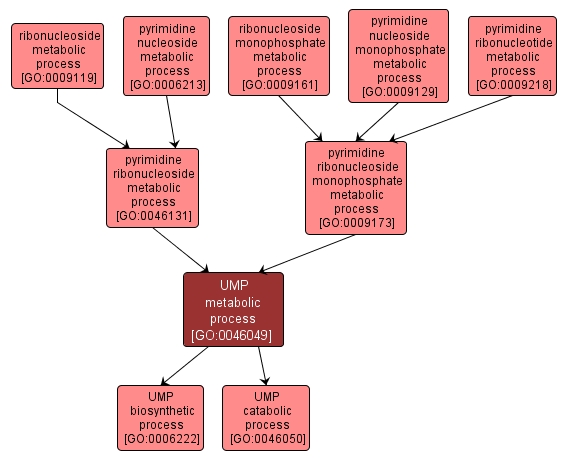 GO:0046049 - UMP metabolic process (interactive image map)