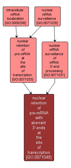 GO:0071049 - nuclear retention of pre-mRNA with aberrant 3'-ends at the site of transcription (interactive image map)