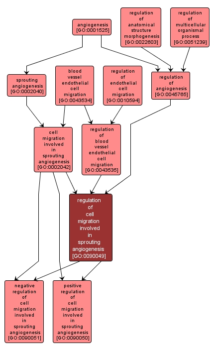 GO:0090049 - regulation of cell migration involved in sprouting angiogenesis (interactive image map)