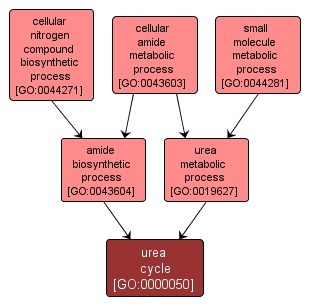 GO:0000050 - urea cycle (interactive image map)