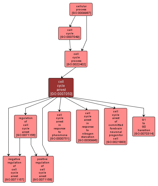 GO:0007050 - cell cycle arrest (interactive image map)