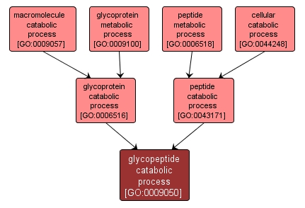 GO:0009050 - glycopeptide catabolic process (interactive image map)