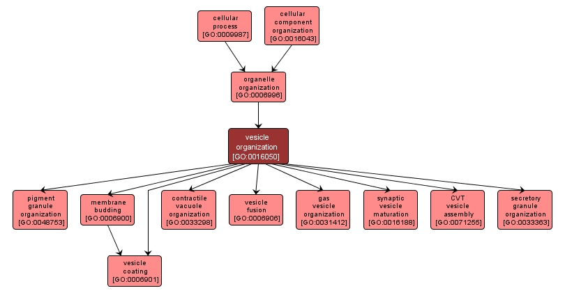 GO:0016050 - vesicle organization (interactive image map)