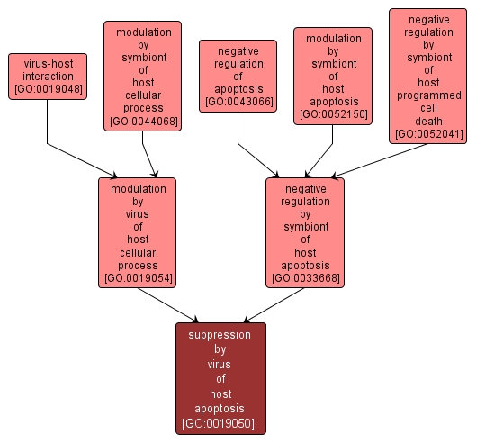 GO:0019050 - suppression by virus of host apoptosis (interactive image map)
