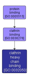 GO:0032050 - clathrin heavy chain binding (interactive image map)