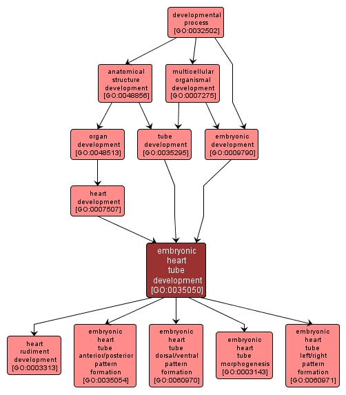 GO:0035050 - embryonic heart tube development (interactive image map)