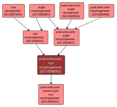 GO:0048050 - post-embryonic eye morphogenesis (interactive image map)