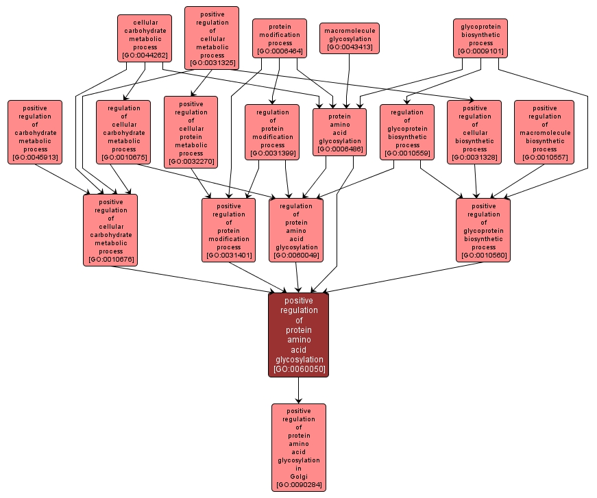 GO:0060050 - positive regulation of protein amino acid glycosylation (interactive image map)