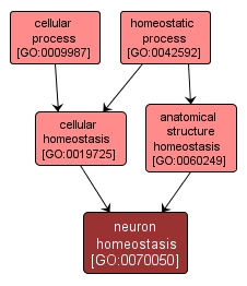 GO:0070050 - neuron homeostasis (interactive image map)