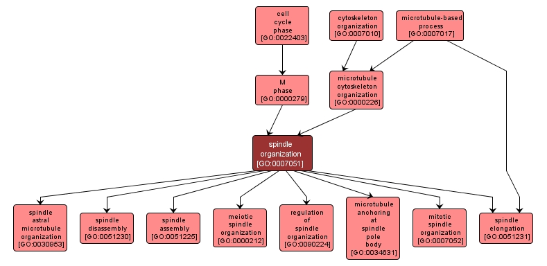 GO:0007051 - spindle organization (interactive image map)