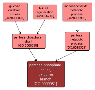 GO:0009051 - pentose-phosphate shunt, oxidative branch (interactive image map)