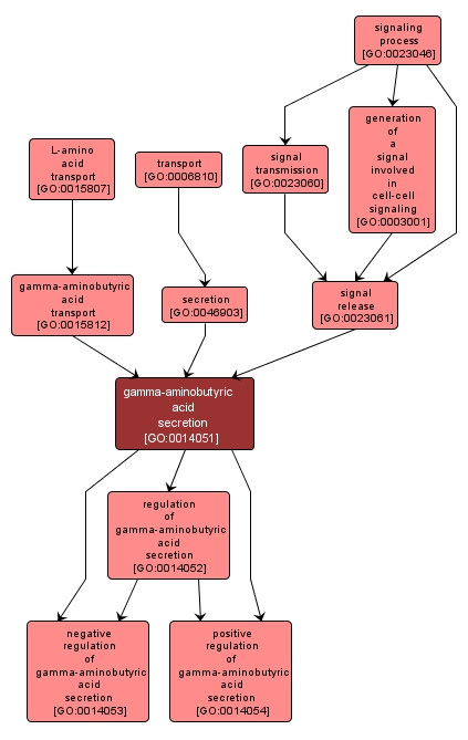 GO:0014051 - gamma-aminobutyric acid secretion (interactive image map)