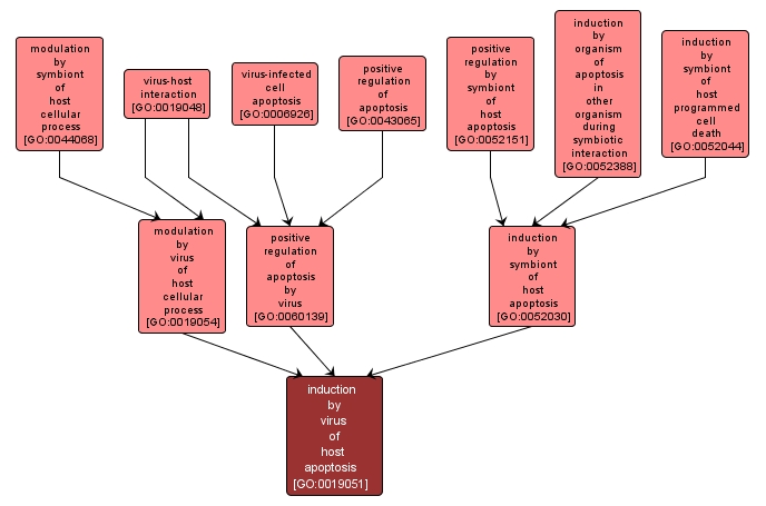 GO:0019051 - induction by virus of host apoptosis (interactive image map)
